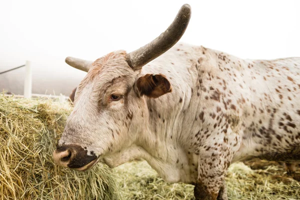 Bull Vaca recebe alimentação matinal Washington Country Ranch — Fotografia de Stock
