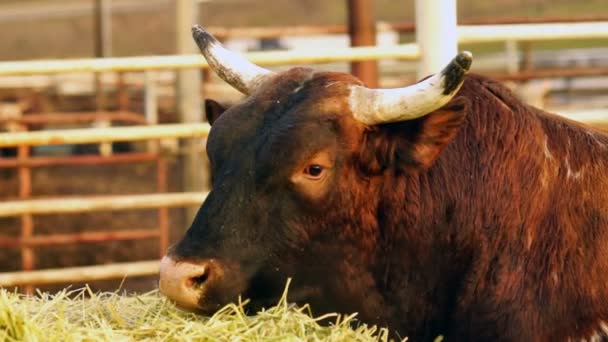 Bull Cow Gets Morning Feeding Washington Country Ranch — Stock Video