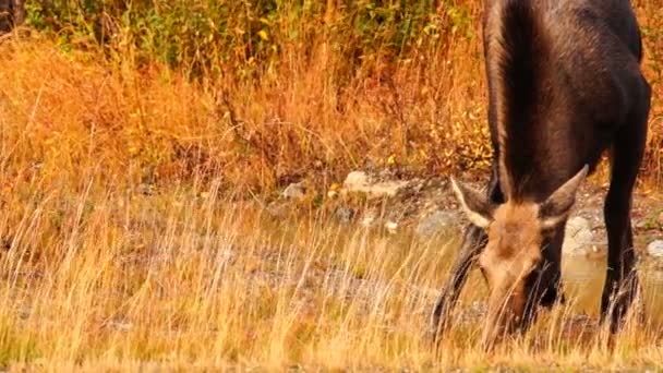 Άγρια Άλκη αγελάδα των ζώων άγριας πανίδας Marsh Αλάσκα Greenbelt — Αρχείο Βίντεο