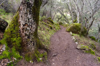 Kış zamanı Pinnacles Milli Park orman iz Kaliforniya ABD