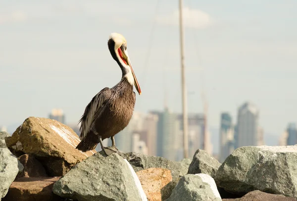 Тварина пір'я Брауна Wild Пелікан птах San Diego Bay — стокове фото