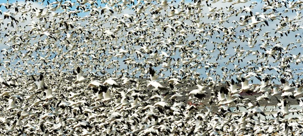 Oies des neiges volent ensemble Migration printanière Oiseaux sauvages — Photo