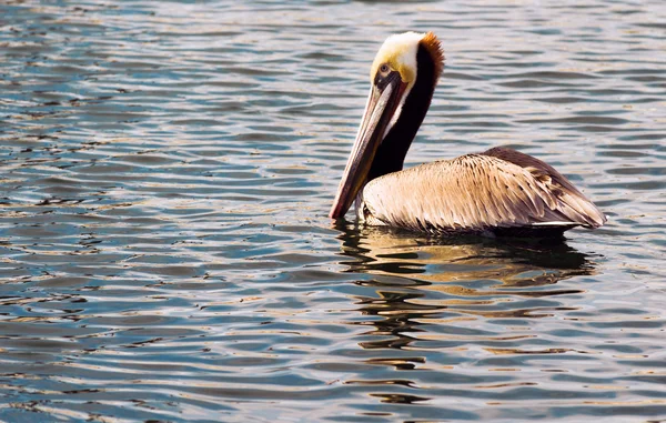 Brown Wild Pelican Bird в заливе Сан-Диего — стоковое фото