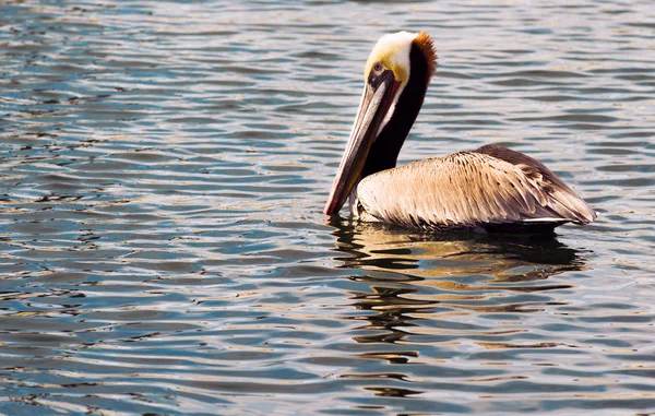 ブラウン ワイルド ペリカン鳥 San Diego ベイ動物羽 — ストック写真