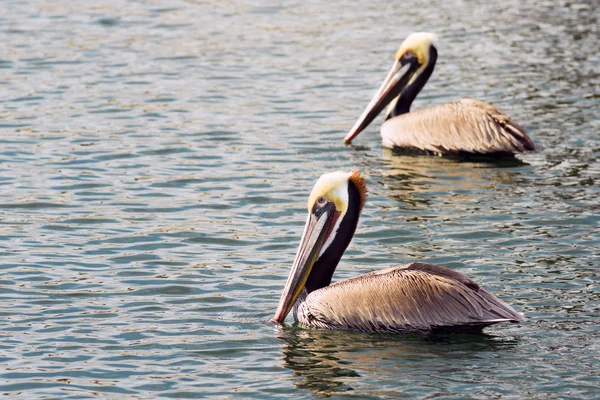 Braune wilde pelikanische vogel san diego bay tier federn — Stockfoto
