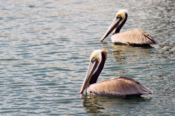 Brown Wild Pelican vogel San Diego Bay dierlijke veren — Stockfoto