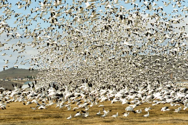 Oies des neiges volent ensemble Migration printanière Oiseaux sauvages — Photo