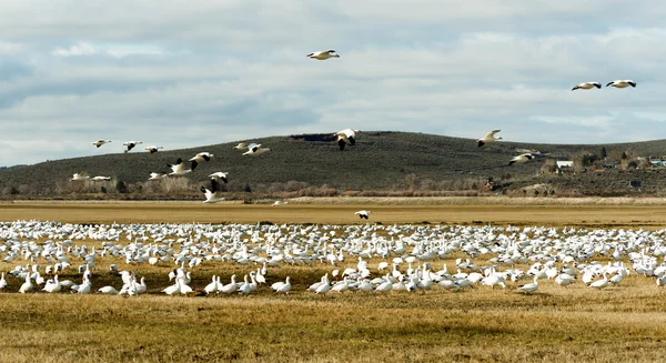 Sneeuw ganzen Flock samen voorjaar migratie wilde vogels — Stockfoto