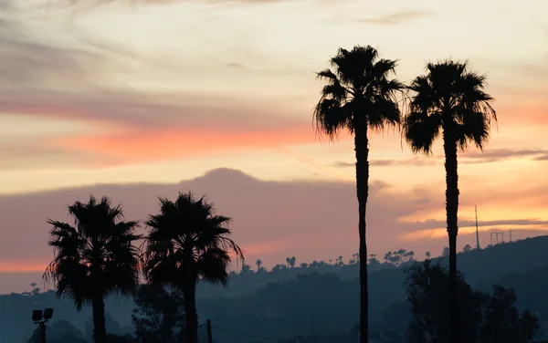 Παλάμη δέντρο δυτική ακτή Καλιφόρνια τροπικό ηλιοβασίλεμα στον ορίζοντα — Φωτογραφία Αρχείου