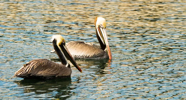 Brown Wild Pelican vogel San Diego Bay dierlijke veren — Stockfoto