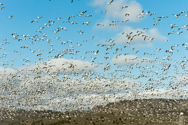 Hó liba csoportosul tavaszi migráció vadon élő madarak — Stock Fotó