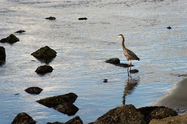 Great Blue Heron Wild Bird dier Wildlife River Hunter — Stockfoto