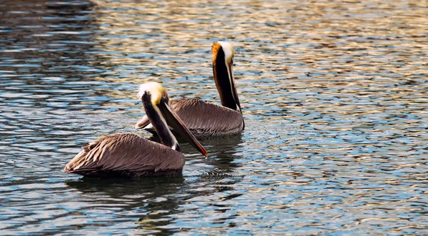 Brown Wild Pelican vogel San Diego Bay dier Wildlife — Stockfoto