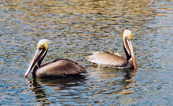 Braune wilde pelikanische vogel san diego bay tier federn — Stockfoto