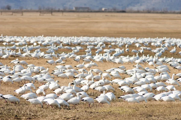 Sneeuw ganzen Flock samen voorjaar migratie wilde vogels — Stockfoto