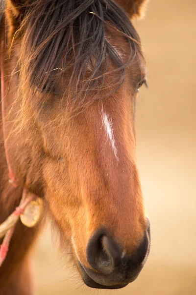 野生の馬の顔の肖像画オレゴン州土地管理局 — ストック写真