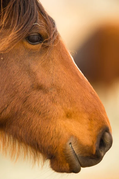 野生の馬の顔の肖像画オレゴン州土地管理局 — ストック写真