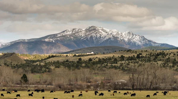 Δρόμος προς John ημέρα Όρεγκον Βοοειδή Ranch φαράγγι βουνό — Φωτογραφία Αρχείου