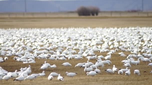 Neve gansos rebanho juntos primavera migração pássaros selvagens — Vídeo de Stock
