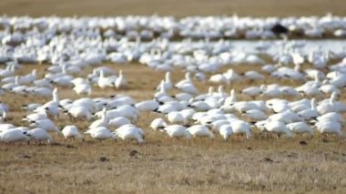 Kar kazları birlikte bahar geçiş yabani kuşlar akın