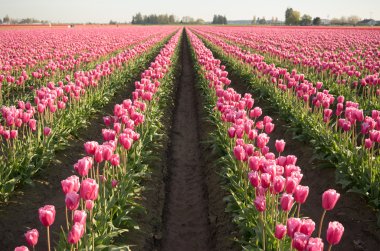 Pembe Lale Bend doğru güneş ışığı çiçek tarım çiçek