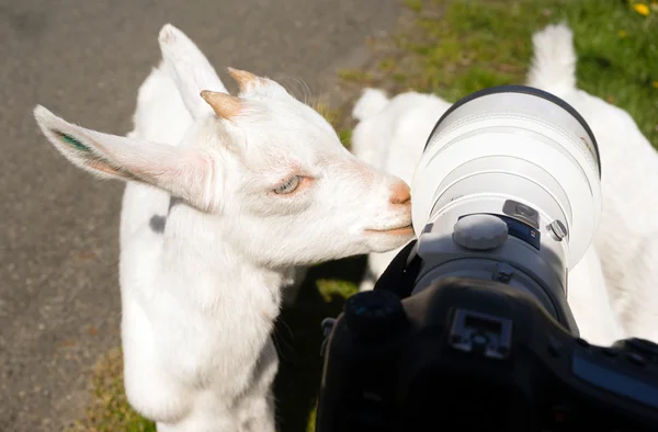 Nouveau-né animal albinos chèvre explore caméra longue lentille zoom — Photo