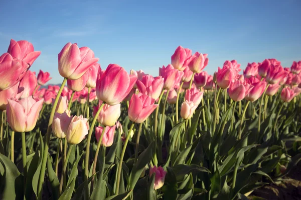 Pinkfarbene Tulpen biegen sich dem Sonnenlicht zu — Stockfoto