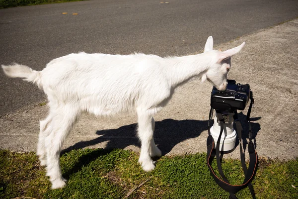 Newborn Animal Albino Goat Explores Camera Long Zoom Lens — Stock Photo, Image