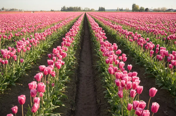 Tulipas cor-de-rosa dobrar para a luz solar Floral Agricultura Flores — Fotografia de Stock