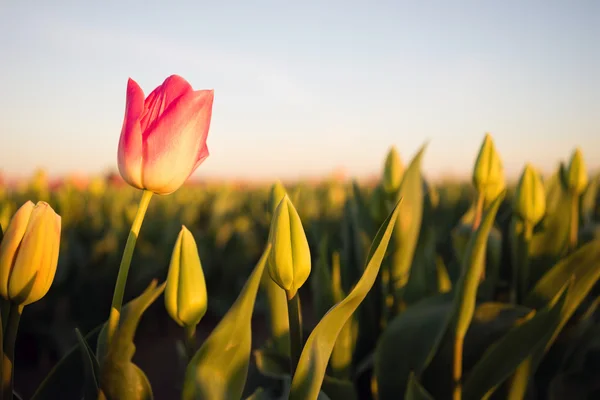 Solo Pink Tulip Bends Opening First Agricultural Flower Farm — Stock Photo, Image