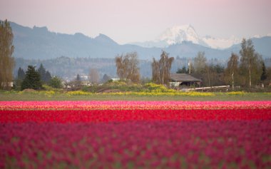 Kuzey Cascade dağ Multi renk Skagit Vadisi Lale çiçek