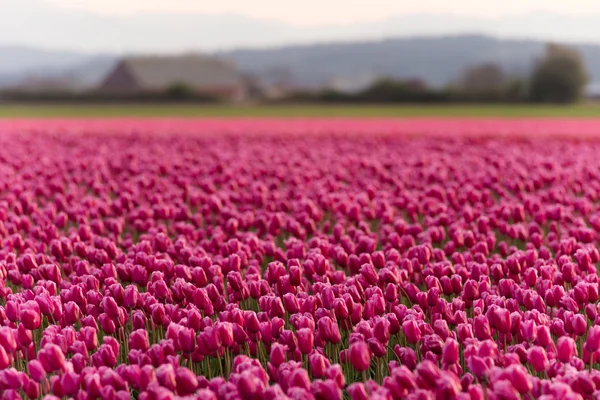 Tulipas cor-de-rosa dobrar para a luz solar Floral Agricultura Flores — Fotografia de Stock