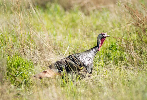 Manliga Turkiet kör höga tillväxt stor vild skogsfågel — Stockfoto