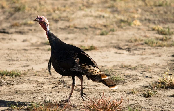 Male Turkey Running Tall Growth Big Wild Game Bird — Stock Photo, Image