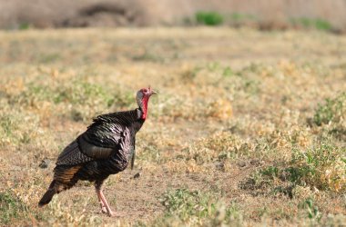 Erkek; doğa; kuş; Türkiye; yaban hayatı; kuyruk; Tom; Destek; vahşi