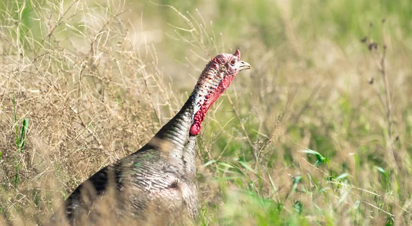 Male Turkey Running Tall Growth Big Wild Game Bird — Stock Photo, Image