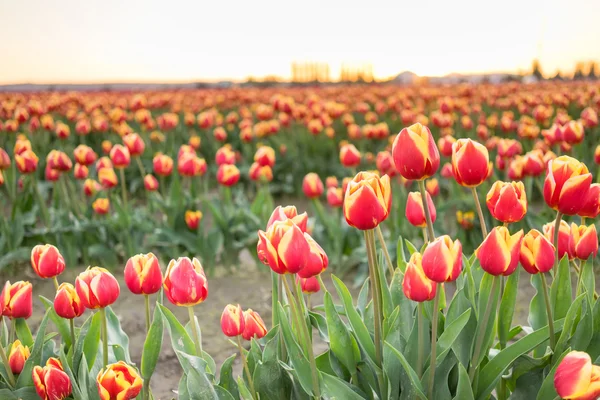 Vermelho Amarelo Tulipas dobrar para a luz solar Floral Agricultura Flowe — Fotografia de Stock