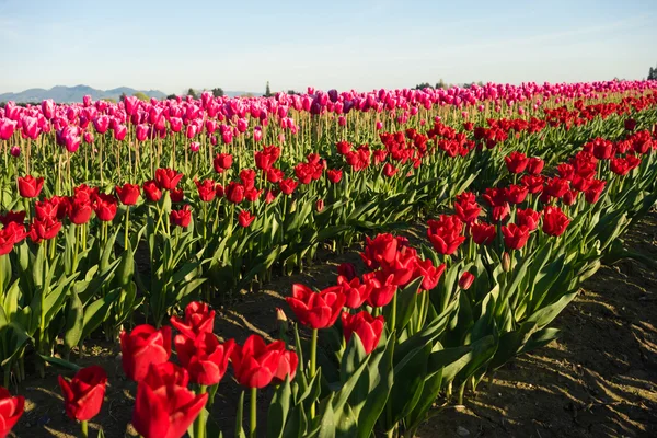 North Cascade Mountain Multi Color Skagit Valley Tulip Flowers — Stock Photo, Image