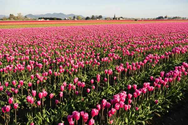 Rosa Tulipas Luz solar Floral Agricultura Flores Skagit Valley — Fotografia de Stock