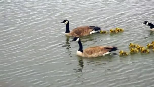 野生动物鹅鹅家庭游泳新生雏鸡哥伦比亚河 — 图库视频影像