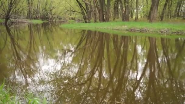 Soporte de árboles aislado tributario bajo Wisconsin estado Riverway escénico río — Vídeo de stock