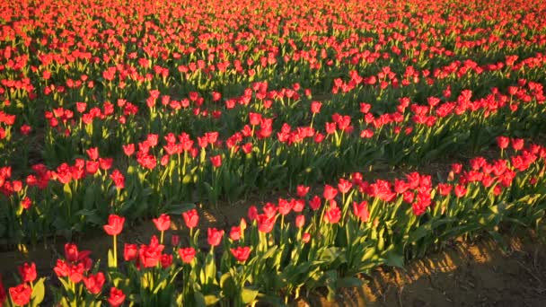 Rote rosa Tulpen biegen sich in Richtung Sonnenlicht florale Landwirtschaftsblumen — Stockvideo