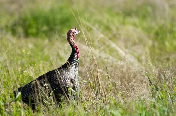 Male Turkey Running Tall Growth Big Wild Game Bird — Stock Photo, Image