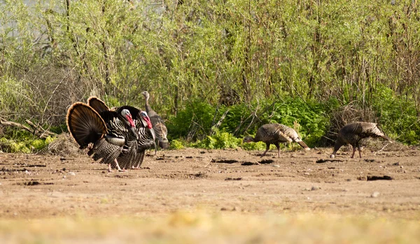 Männchen Truthahn hofiert Paarung hohes Wachstum großer Wildvogel — Stockfoto