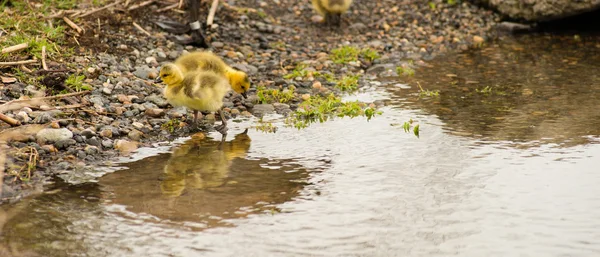 Newborn Chicks Columbia River Drink Eat Shoreline Wild Animals B — Stock Photo, Image