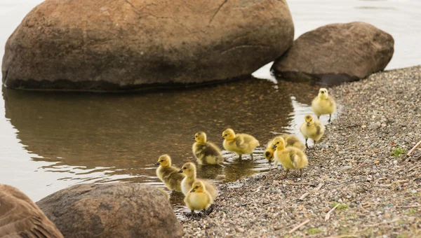 Newborn Chicks Columbia River Drink Eat Shoreline Wild Animals — Stock Photo, Image