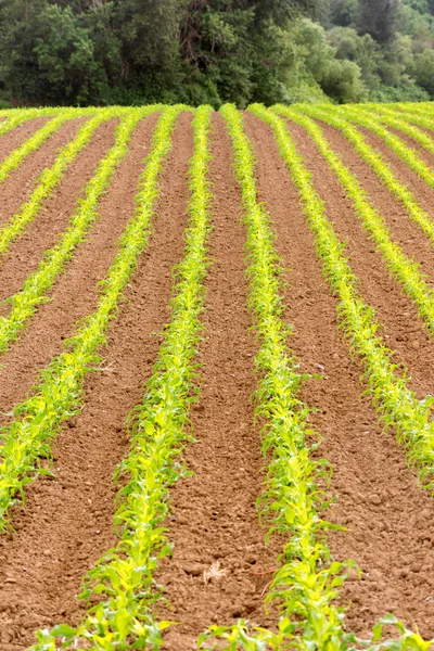 Granjero Campo Maíz Oregon Agricultura Cultivador de Alimentos —  Fotos de Stock