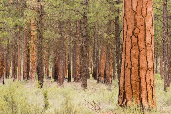 Belo Stand of Trees Curva Oregon Deschutes County — Fotografia de Stock