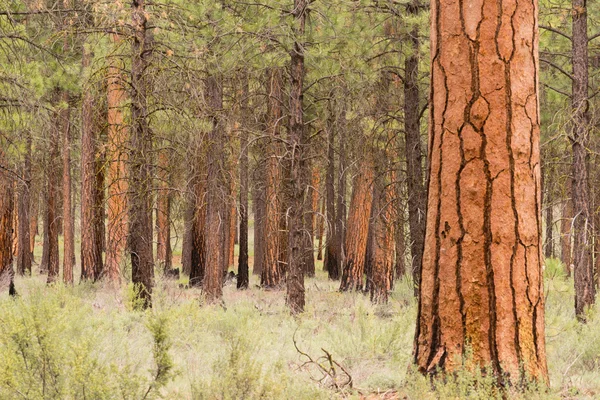 Krásný stojan na stromy Bend Oregon Deschutes kraj — Stock fotografie