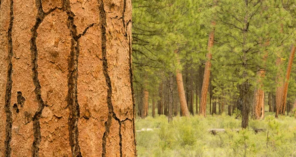 Bella Stand of Trees Bend Oregon Deschutes County — Foto Stock